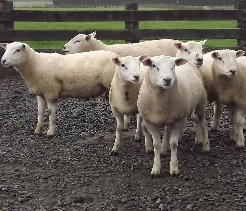 Texel Ram Lambs - Blackdale Stud