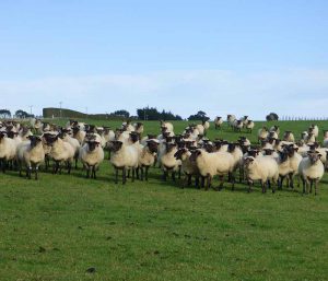 Texel Suffolk Ewes - Blackdale Stud