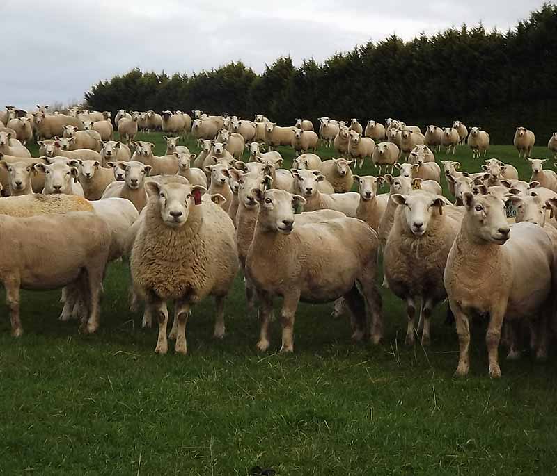 Mixed breed stud ewes - Blackdale Stud