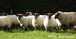 Suftex - Blackdale Stud