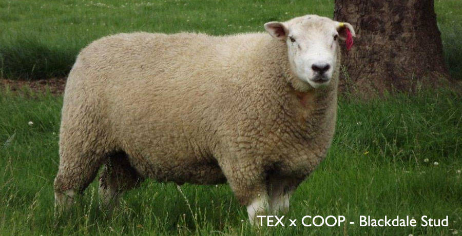 Texel X Coopworth - Blackdale Stud