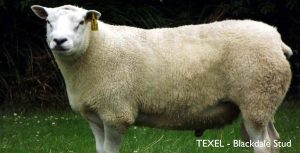 Texel - Blackdale Stud