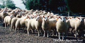 Textra - Blackdale Stud